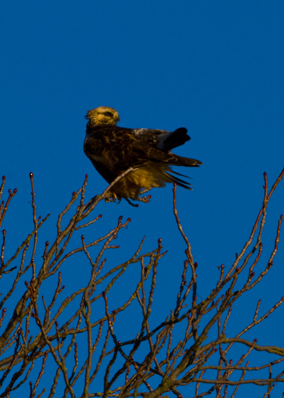 Rough-Legged Hawk In Tree